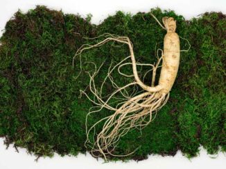 Ficus Micro Ginseng: das musst du über die Pflanze wissen