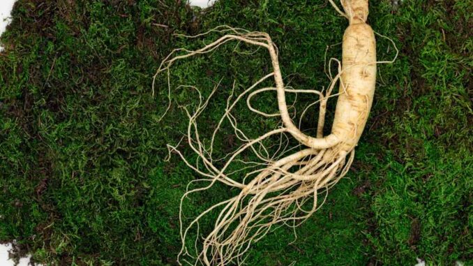 Ficus Micro Ginseng: das musst du über die Pflanze wissen