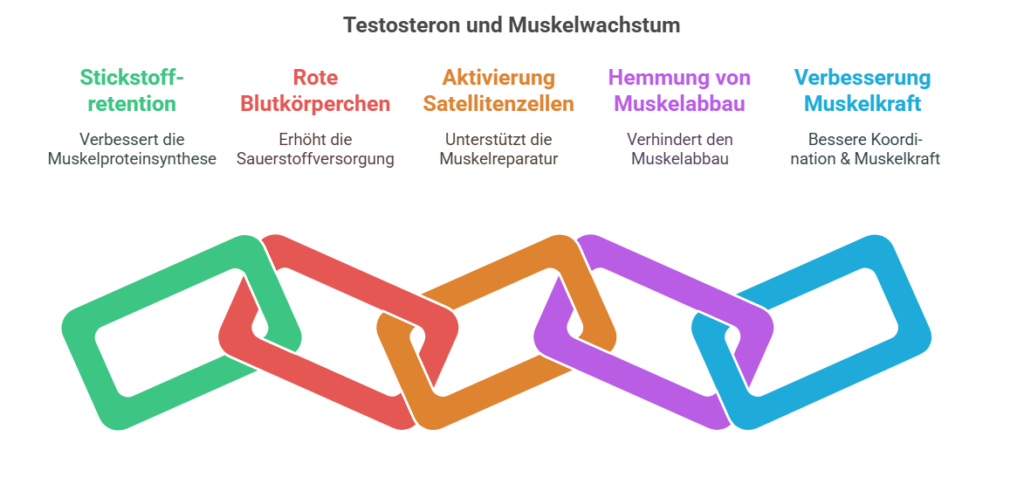 Zusammenhang zwischen Testosteron und Muskelwachstum