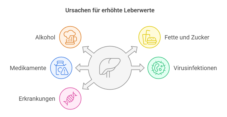 Gründe, dass Leberwerte zu hoch sind - Grafik