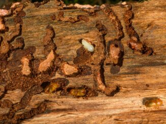 Holzwurm erkennen