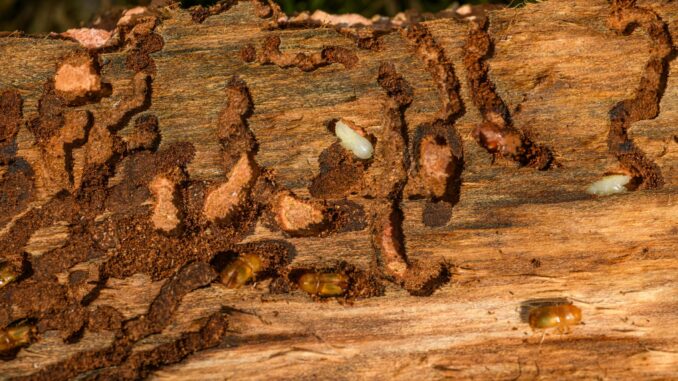 Holzwurm erkennen Holzwurm erkennen
