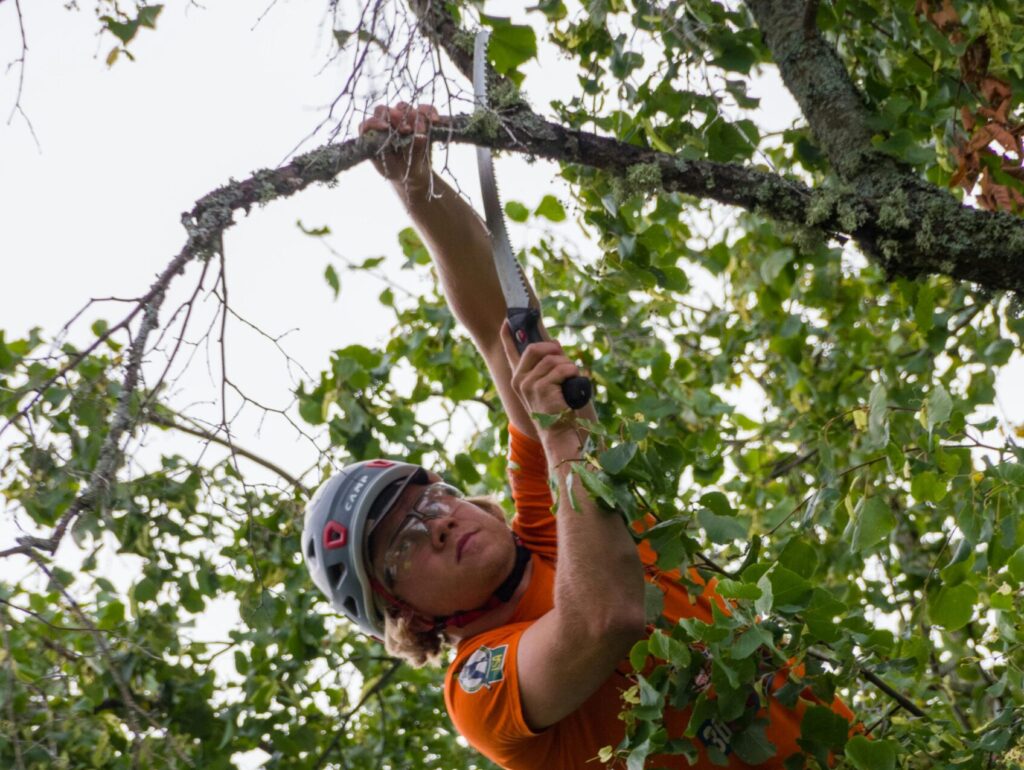 Wann Bäume schneiden und welche Gesetze berücksichtigen
