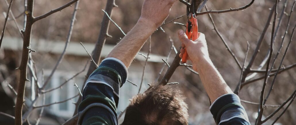 Wann Bäume schneiden