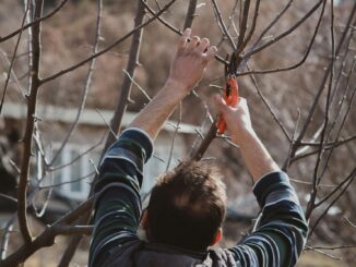Wann Bäume schneiden