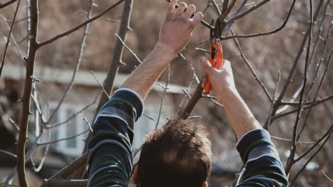 Wann Bäume schneiden